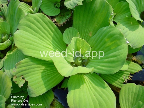 waterlettuce